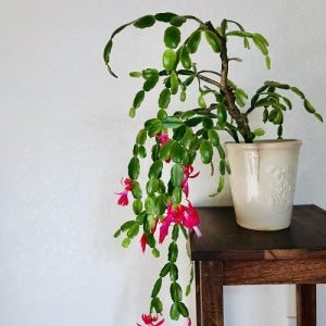 6 Beautiful Holiday Cactus Types To Grow Indoors