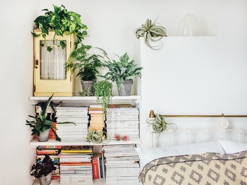How Indoor Plants Help You Sleep Better 2