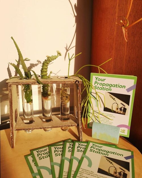 Indoor Plant Propagation Station Ideas 3
