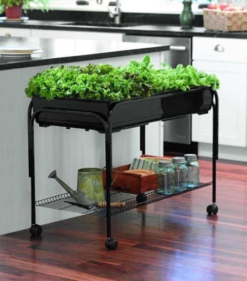Ways to Grow Lettuce Indoors 5