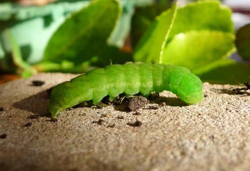 Types of Green Caterpillars 6