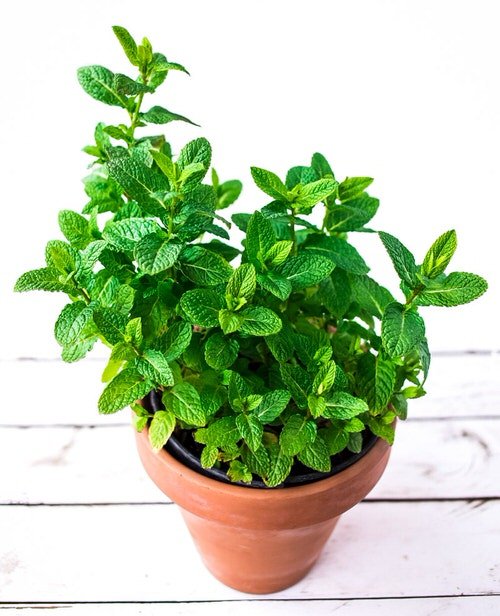 Fast Growing Herbs You Can Grow From Seeds in pot