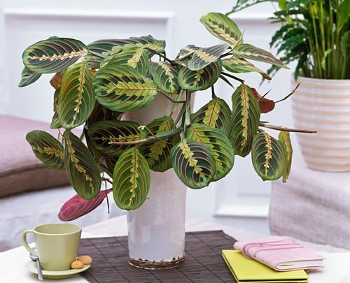 Indoor Plants you can Grow from Cuttings 4