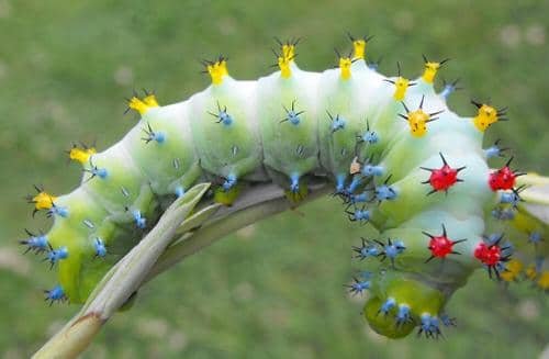 Types of Green Caterpillars 8