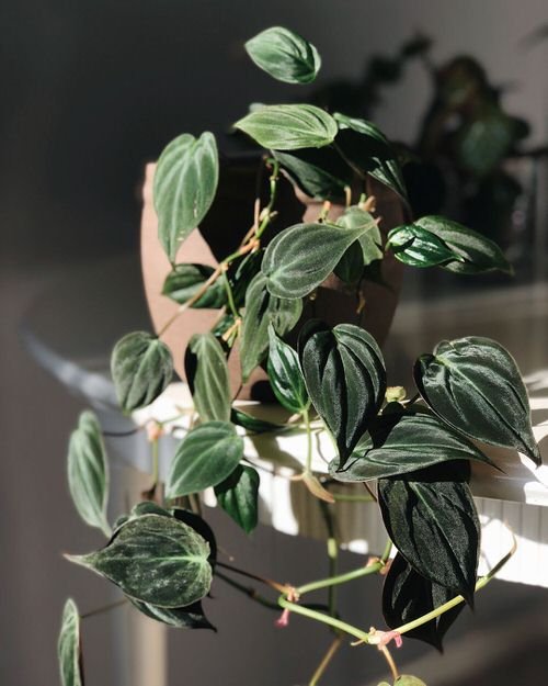 Velvet Leaf Indoor Plants
