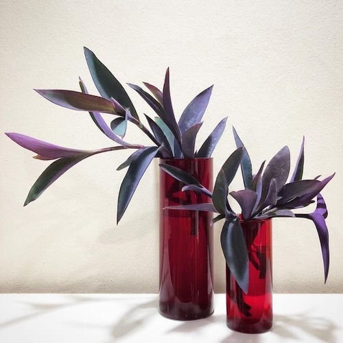 Popular Indoor Plants You Can Grow In Vases 4