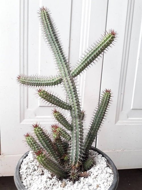 Best Tall Cactus Plants 2