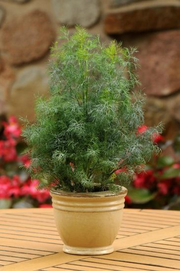 10 Fast Growing Herbs You Can Grow From Seeds | Balcony Garden Web