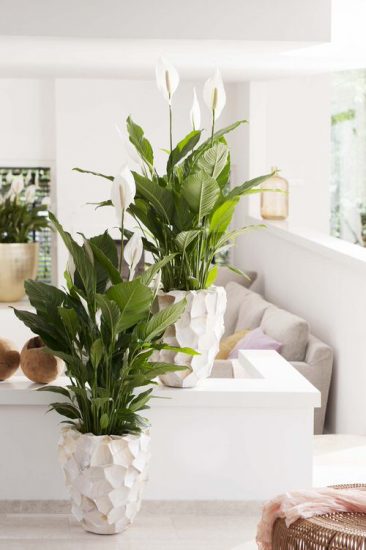 15 Healing Houseplants That Can Improve Your Health