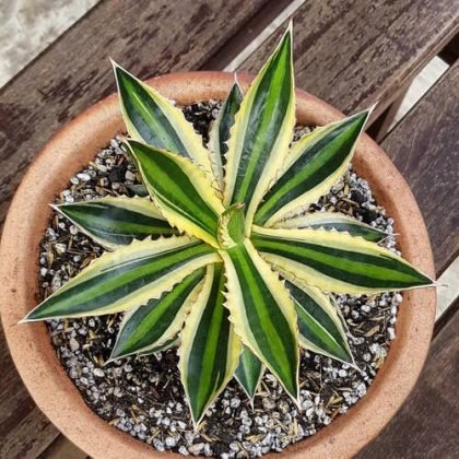 30 Beautiful Agave Varieties For Containers & Indoors