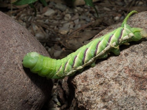 Types of Green Caterpillars 9