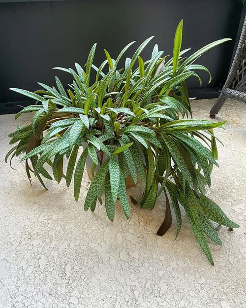 Houseplants that Grow In Dry Air 4