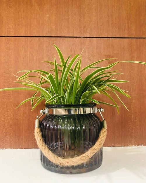 famous Indoor Plants You Can Grow In Vases2
