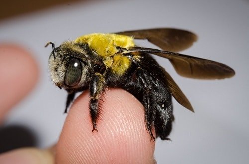 How to Get Rid of Carpenter Bees Naturally