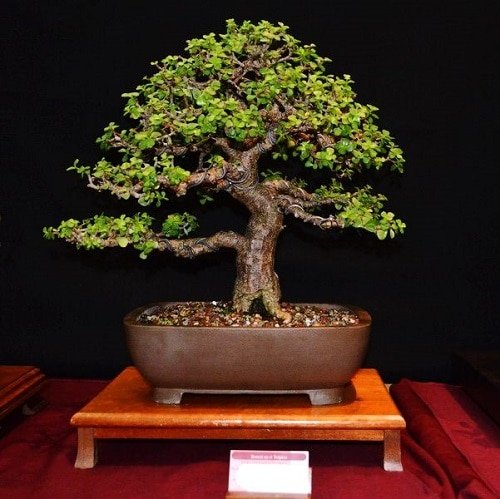 How to Grow Your Own Bonsai Quickly