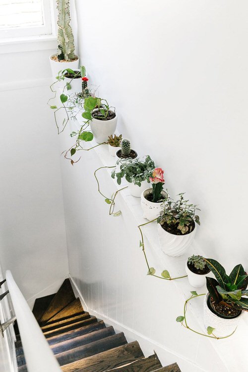 Hanging plants under stairs