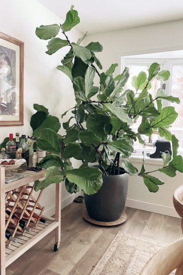 35 Indoor Fiddle Leaf Fig Decor Ideas | Balcony Garden Web