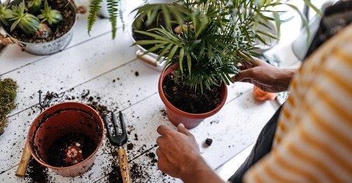 Indoor Plant Care Routine For Healthy Plants5