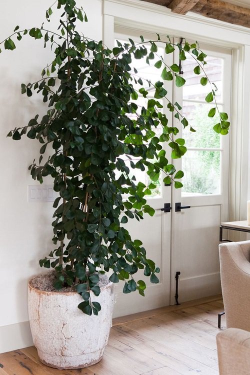 Trees You Can Grow Indoors 6