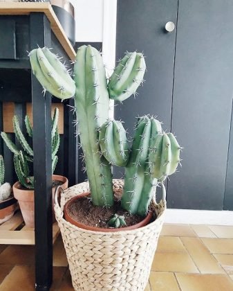 15 Best Large Cactus Plants To Grow Indoors | Tall Cacti