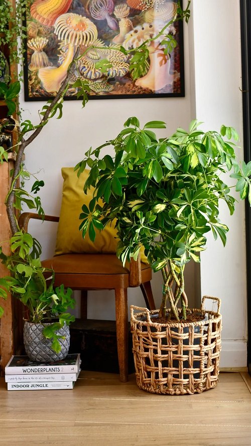 Schefflera Plant Care Indoors 1