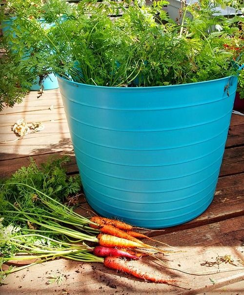 Make a Garnish Garden in Containers 3