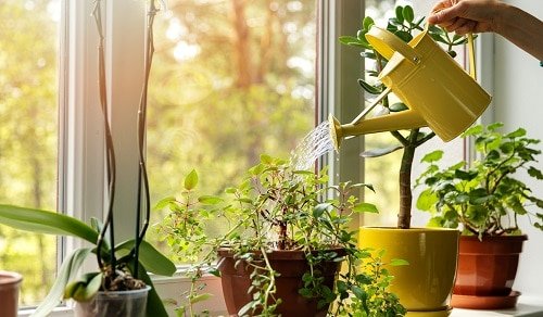 Indoor Plant Care Routine For Healthy Plants1