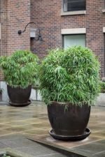 Growing Bamboo in Pots | Best Bamboo To Grow in Containers