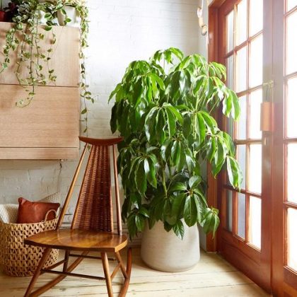 Schefflera Plant Care Indoors | Growing Umbrella Plant