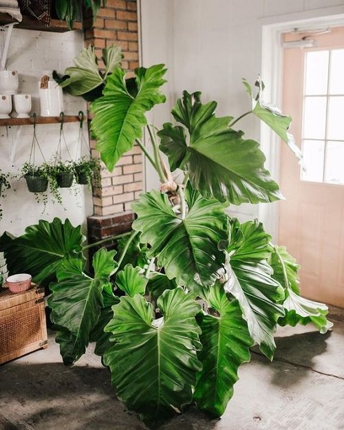 Houseplants That Love Coffee-Philodendron in pot