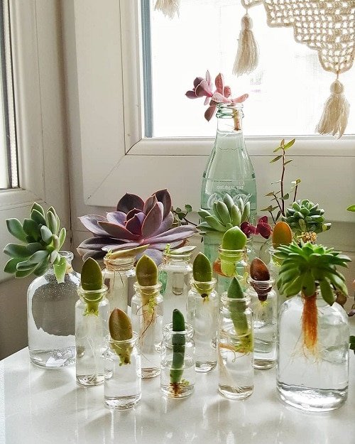 Propagating Succulents in Water