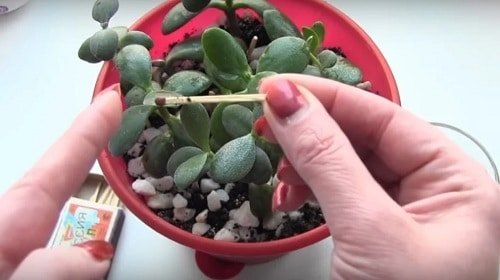 Why You Should Place Match Sticks in Your Plants!