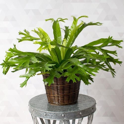 Indoor Plants That Look Better in Baskets