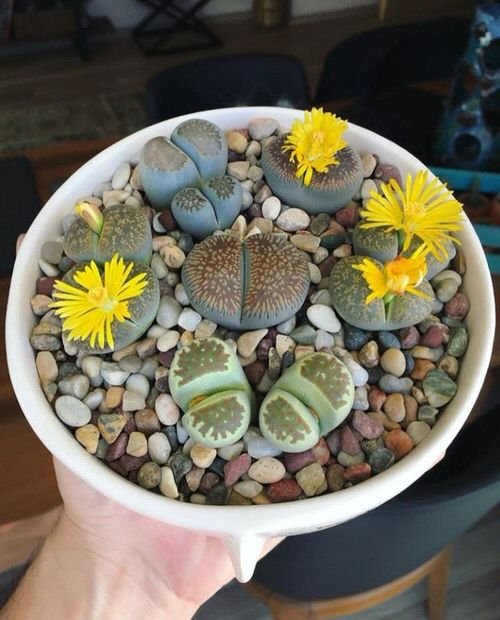 Adorable Mini Indoor Plants 15