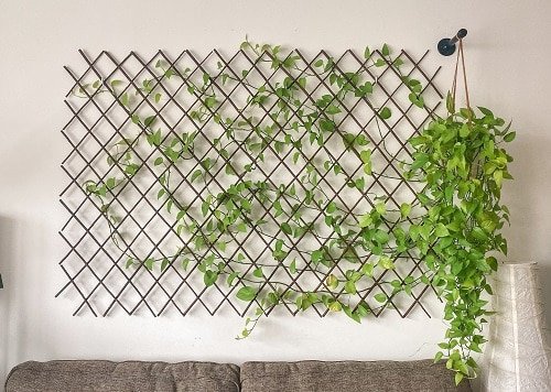 Want to create a living wall indoors or outdoors? Discover the names of some of the Best Plants for a Vertical Wall in this list to try!