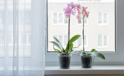 Beautiful Windowsill Flower Ideas 3