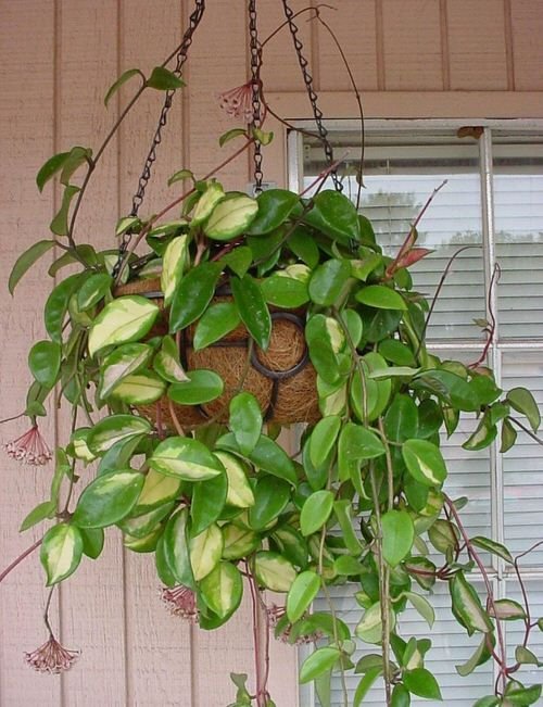 Indoor Plants That Look Better in Baskets 2