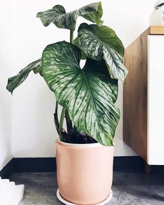 13 Metallic Sheen Indoor Plants | Plants with Metallic Leaves