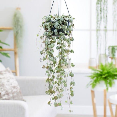 Indoor Plants for a Minimalist Home 7