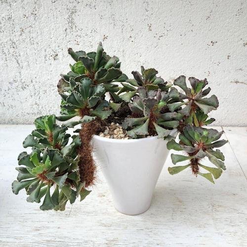 Succulents with Unique Shapes and Patterns 7