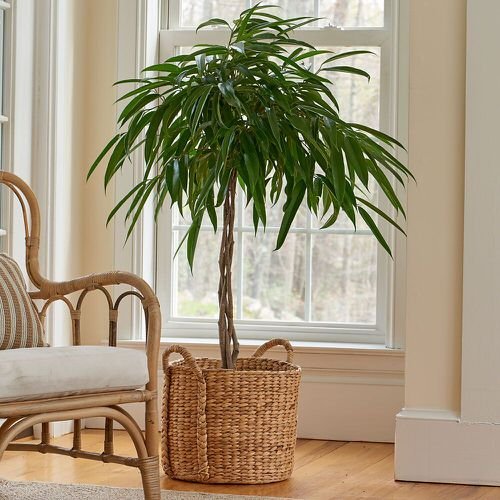 Indoor Plants for Minimalist Home 8
