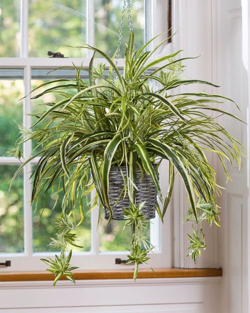 Indoor Plants that Look Better in Baskets 6