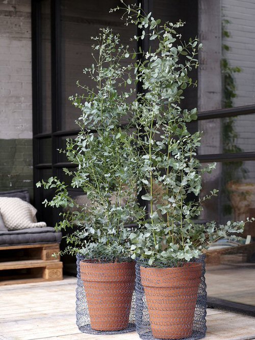 Growing Eucalyptus Indoors
