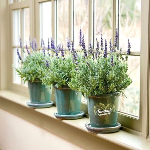 Beautiful Windowsill Flower Ideas 6