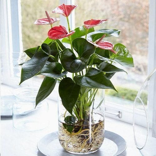 Growing Anthuriums in Water