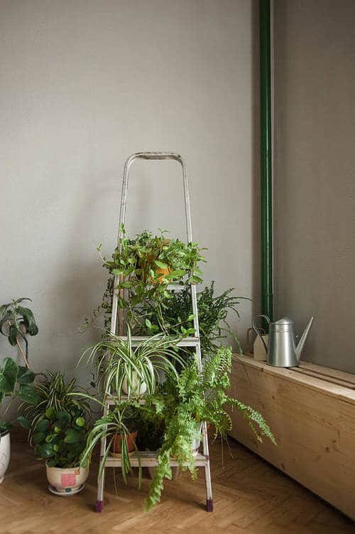  Indoor Ladder Planter Ideas