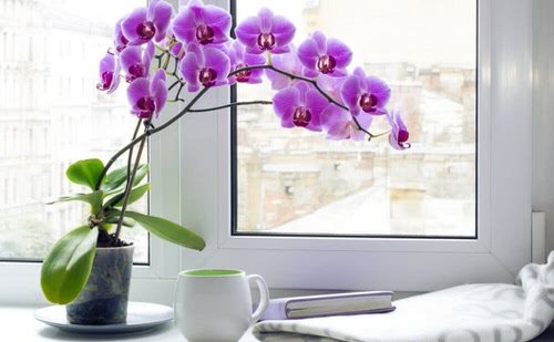 Beautiful Windowsill Flower Ideas
