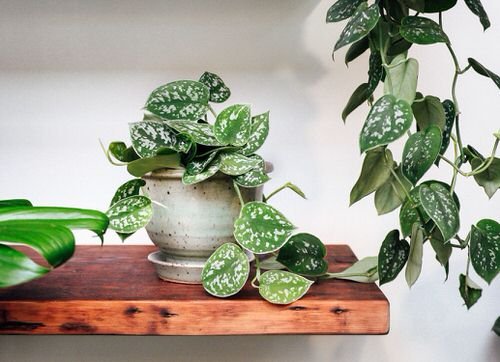 Indoor Plants for a Minimalist Home 2