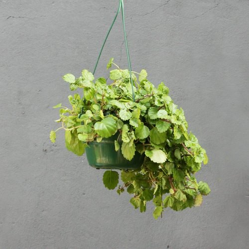 Indoor Plants that Look Better in Baskets 8