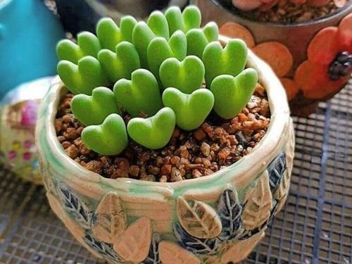 Succulents with Unique Shapes and Patterns 11